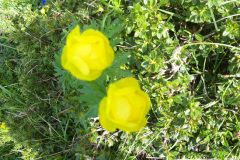 trollblume