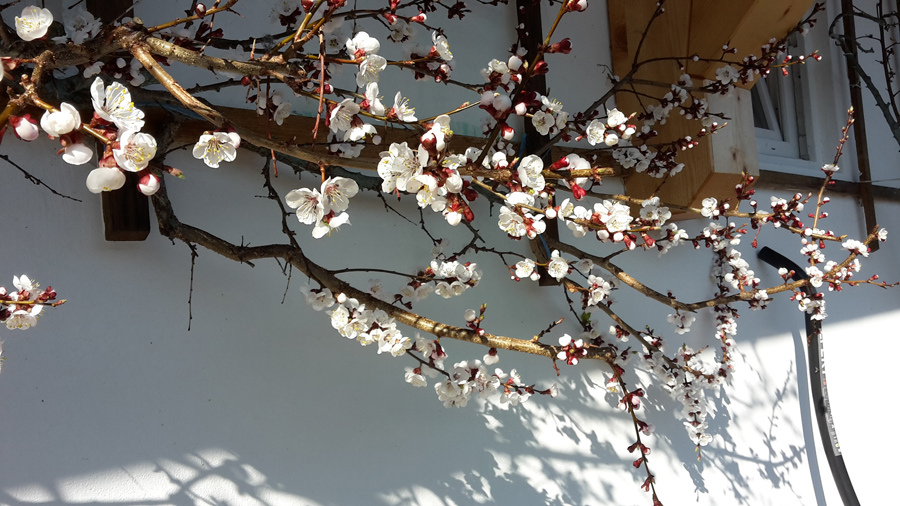 Aprikosenblüte im Waldhof in Kärnten