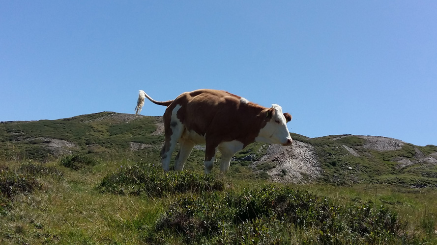 Kuh am karnischen Höhenwanderweg