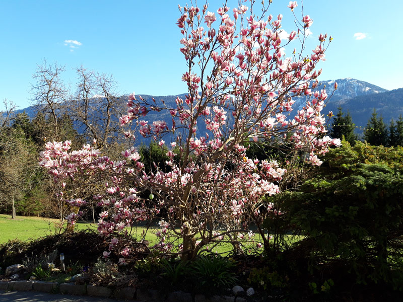 magnolia tree at Waldhof Carinthia Austria