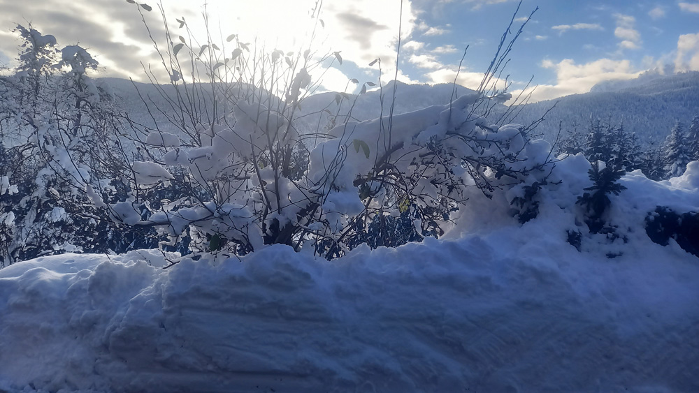 Magnolie am Waldhof im Winterkleid