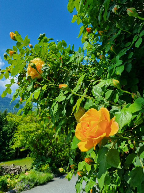 Rose am Eingang des Ferienhauses Waldhof