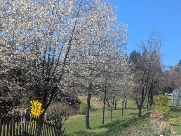 Frühling im Waldhof
