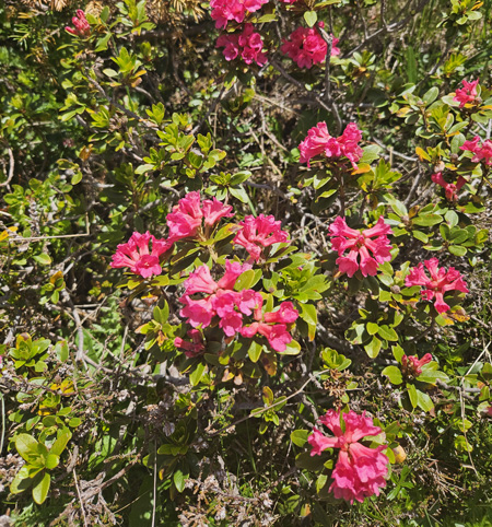 Almrausch - Alpenrose (Rhododendron)