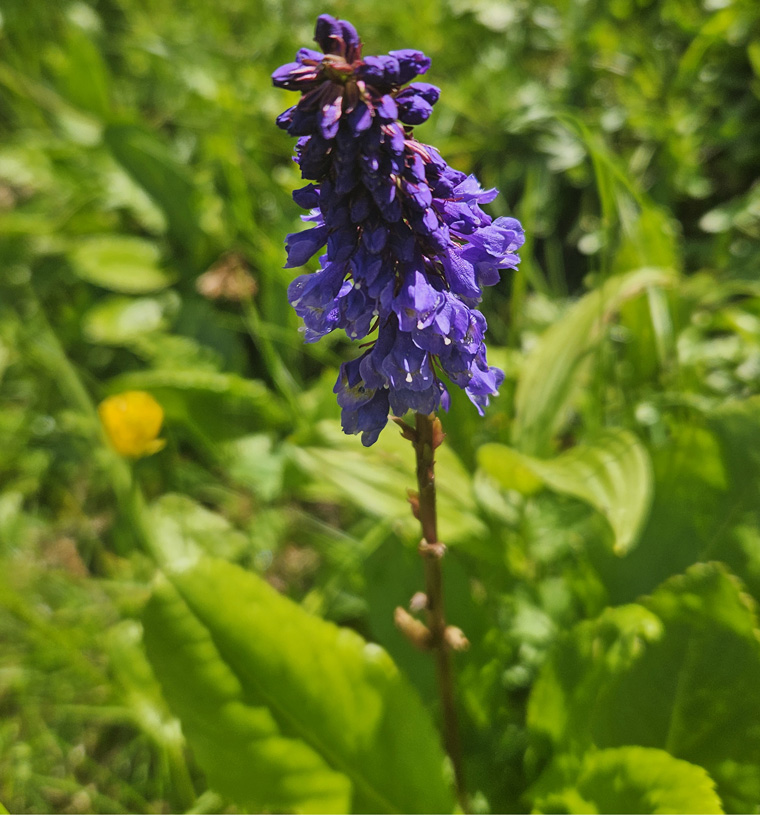 Wulfenia am Nassfeld